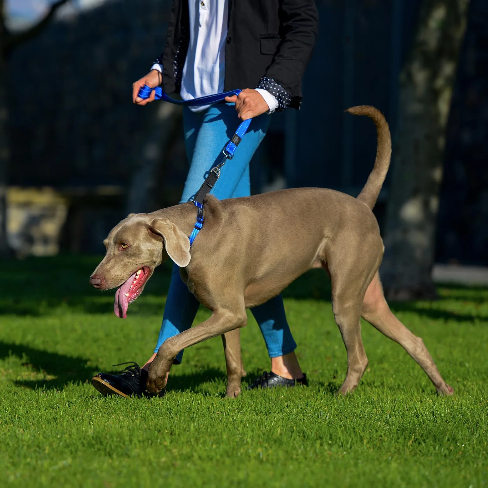 Rogz Control Web Collar Blue Extra Large***