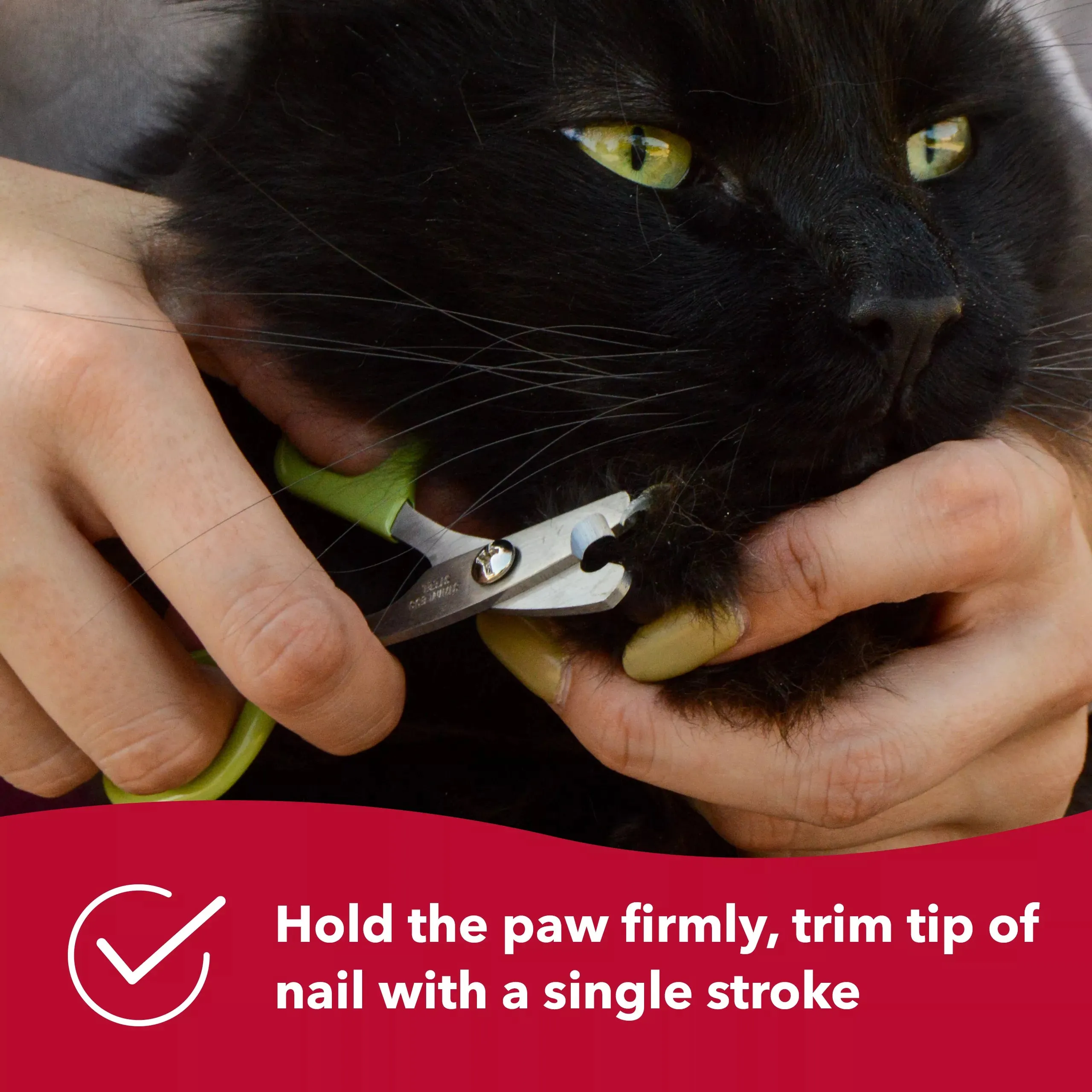 Safari Nail Trimmer For Cats